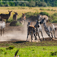 Buy canvas prints of Zebra foal trying to escape being trampled by fighting stallions by Howard Kennedy