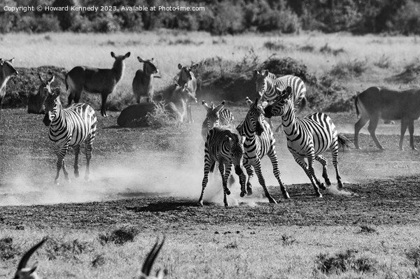 Zebra foal trying to escape being trampled by fighting stallions in black and white Picture Board by Howard Kennedy