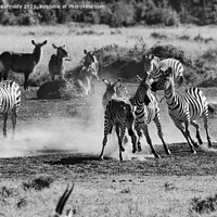 Buy canvas prints of Zebra foal trying to escape being trampled by fighting stallions in black and white by Howard Kennedy