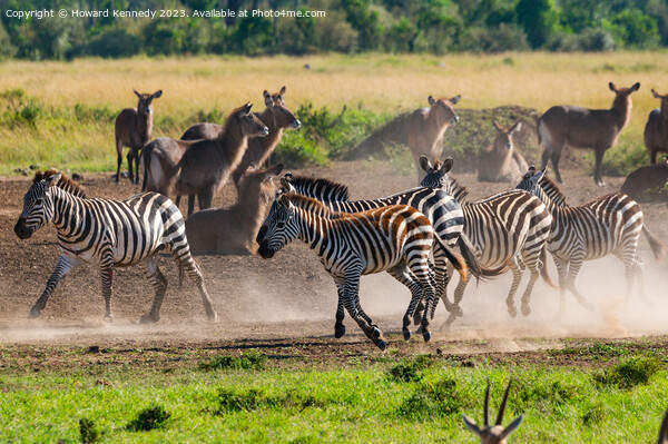 Zebra kicking up dust as they pass a herd of Waterbuck Picture Board by Howard Kennedy