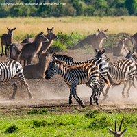 Buy canvas prints of Zebra kicking up dust as they pass a herd of Waterbuck by Howard Kennedy