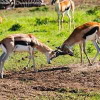 Buy canvas prints of Sparring Thomson's Gazelle by Howard Kennedy