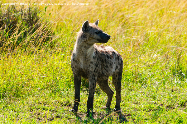 Spotted Hyena Picture Board by Howard Kennedy