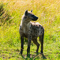 Buy canvas prints of Spotted Hyena by Howard Kennedy