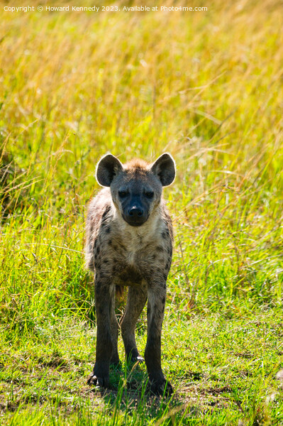 Curious Spotted Hyena Picture Board by Howard Kennedy