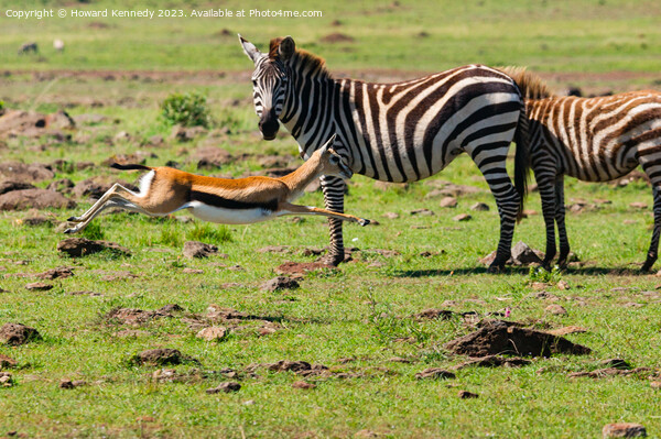Zebra mare looks on as a juvenile Thomson's Gazelle practices evasive manoevres Picture Board by Howard Kennedy