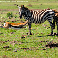 Buy canvas prints of Zebra mare looks on as a juvenile Thomson's Gazelle practices evasive manoevres by Howard Kennedy