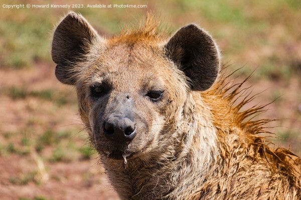 Spotted Hyena headshot Picture Board by Howard Kennedy