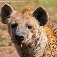 Buy canvas prints of Spotted Hyena headshot by Howard Kennedy