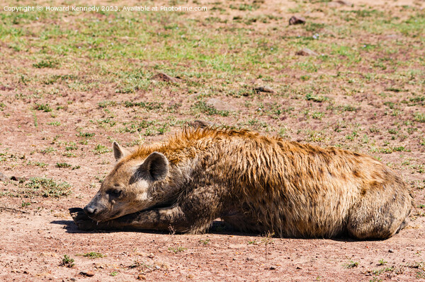 Spotted Hyena resting Picture Board by Howard Kennedy