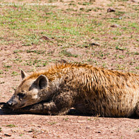 Buy canvas prints of Spotted Hyena resting by Howard Kennedy