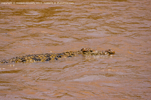 Nile Crocodile swimming in the Mara River Picture Board by Howard Kennedy