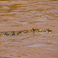 Buy canvas prints of Nile Crocodile swimming in the Mara River by Howard Kennedy