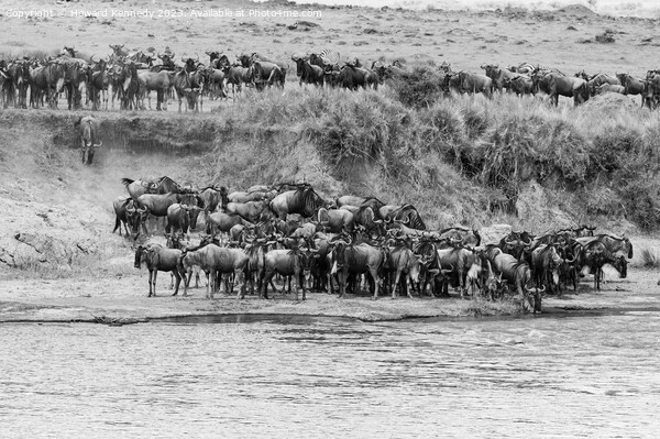 Wildebeest approaching the Mara River during the Great Migration in black and white Picture Board by Howard Kennedy