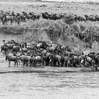 Buy canvas prints of Wildebeest approaching the Mara River during the Great Migration in black and white by Howard Kennedy