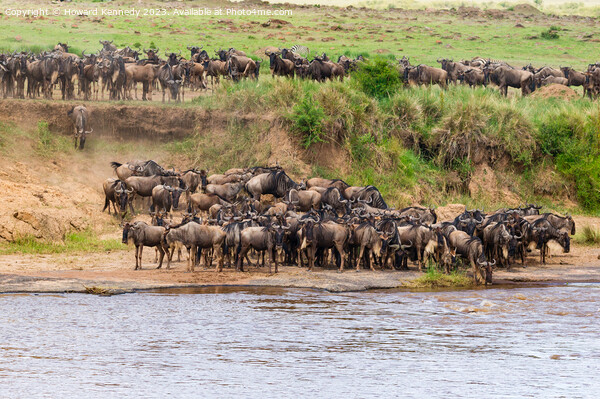 Wildebeest approaching the Mara River during the Great Migration Picture Board by Howard Kennedy
