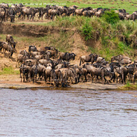 Buy canvas prints of Wildebeest approaching the Mara River during the Great Migration by Howard Kennedy
