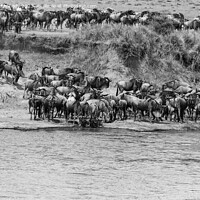 Buy canvas prints of Wildebeest approaching the Mara River during the Great Migration in black and white by Howard Kennedy