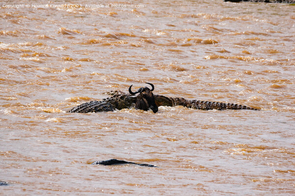 Wildebeest versus Crocodiles Picture Board by Howard Kennedy