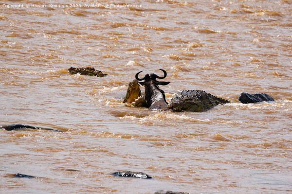Wildebeest fighting for its life against several Crocodiles Picture Board by Howard Kennedy