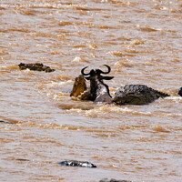 Buy canvas prints of Wildebeest fighting for its life against several Crocodiles by Howard Kennedy