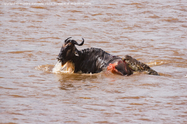 Wildebeest fighting for its life against several Crocodiles Picture Board by Howard Kennedy