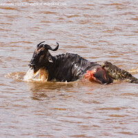 Buy canvas prints of Wildebeest fighting for its life against several Crocodiles by Howard Kennedy