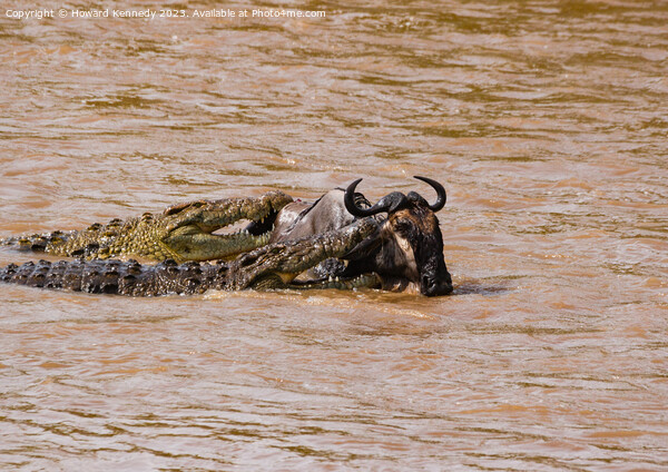 Wildebeest attacked by Crocodiles Picture Board by Howard Kennedy