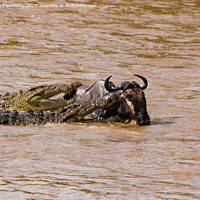 Buy canvas prints of Wildebeest attacked by Crocodiles by Howard Kennedy