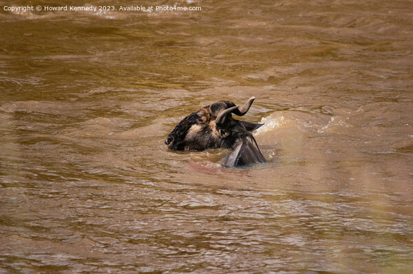 Wildebeest escapes from Crocodiles Picture Board by Howard Kennedy
