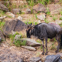 Buy canvas prints of Wildebeest escapes from Crocodiles by Howard Kennedy