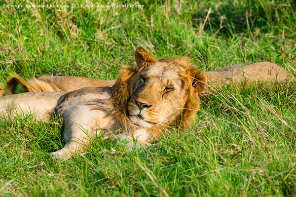 Nomadic Male Lions chilling in Masai Mara Picture Board by Howard Kennedy
