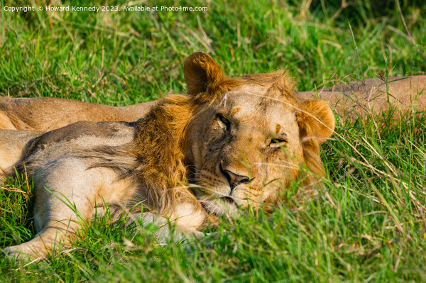 Nomadic Male Lions in Masai Mara Picture Board by Howard Kennedy