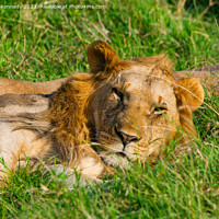 Buy canvas prints of Nomadic Male Lions in Masai Mara by Howard Kennedy