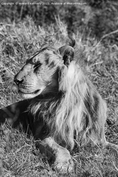Male Lion in Masai Mara in black and white Picture Board by Howard Kennedy