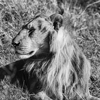 Buy canvas prints of Male Lion in Masai Mara in black and white by Howard Kennedy