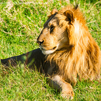 Buy canvas prints of Male Lion in Masai Mara by Howard Kennedy