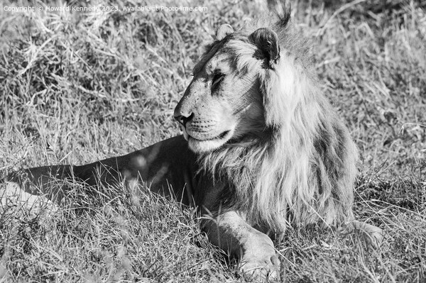 Male Lion in Masai Mara in black and white Picture Board by Howard Kennedy