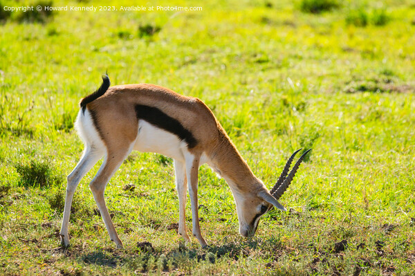 Thomson's Gazelle grazing in Masai Mara Picture Board by Howard Kennedy