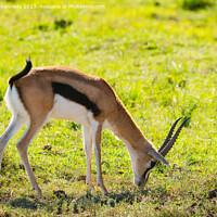Buy canvas prints of Thomson's Gazelle grazing in Masai Mara by Howard Kennedy
