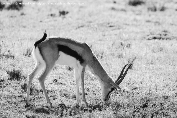 Thomson's Gazelle grazing in Masai Mara in black and white Picture Board by Howard Kennedy