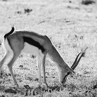 Buy canvas prints of Thomson's Gazelle grazing in Masai Mara in black and white by Howard Kennedy