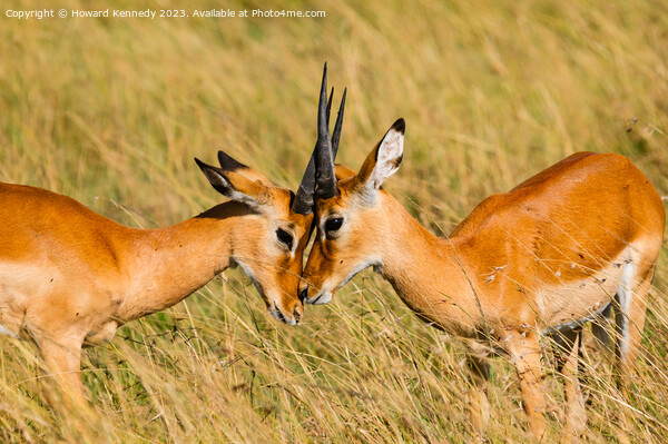 Young male Impala practice sparring Picture Board by Howard Kennedy