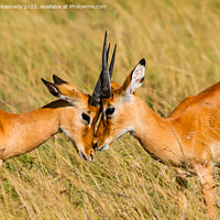 Buy canvas prints of Young male Impala practice sparring by Howard Kennedy