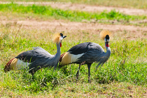 Grey-Crowned Cranes Picture Board by Howard Kennedy