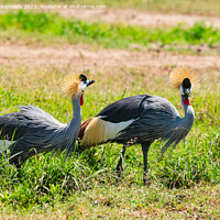 Buy canvas prints of Grey-Crowned Cranes by Howard Kennedy