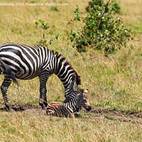 Buy canvas prints of Zebra Mare with newborn foal by Howard Kennedy