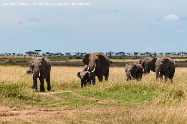 Elephant family crossing the savanna in a heat haze Picture Board by Howard Kennedy