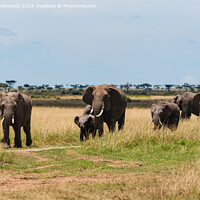 Buy canvas prints of Elephant family crossing the savanna in a heat haze by Howard Kennedy