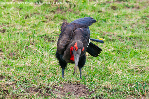 Southern Ground Hornbill hunting Picture Board by Howard Kennedy